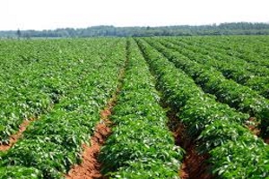 2 Field of potatoes 2 Field of potatoes